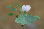 Geometra papilionaria