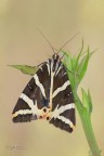 Euplagia-quadripunctaria_DSC7775
