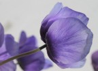 Violeta