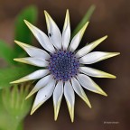 Nel mio Giardino