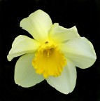 *** Giallllo *** *** Giallllo ***