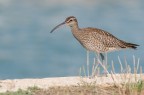 Chiurlo piccolo (Numenius phaeopus)