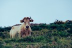 Bovino al pascolo