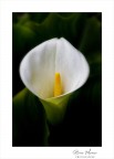 Delicatamente
