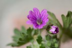 Focus stacking di 5 scatti
