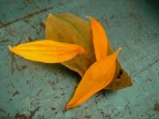 A sunflower remains