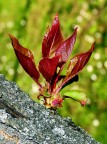 *** Albero in fiamme ***