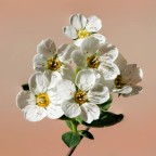 Fiori di Spirea