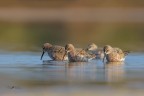 Piovanelli_Calidris ferruginea_DSC0125