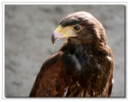 Falco sacro