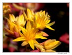 Fiori gialli!