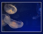 Foto presa al Museo Oceanografico di Monaco a Dicembre 2005