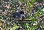 Occhiocotto