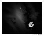 Another life