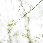 Intanto la primavera
