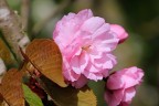 Fiore di Ciliegio da fiore o giapponese.