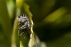Macro_Insect_home_Apr2020