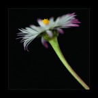 fiore