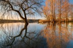 Mirrored trees