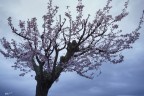 Buona Pasqua 2020..