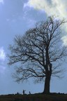 Sotto l' albero