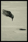 Gone Airborne