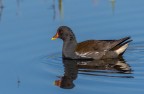 Gallinella d'acqua