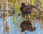 Gallinella d'acqua