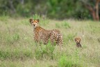 sony a99, tamron 150-600; f8; iso 400
spero che i consigli precedenti abbiano portato ad un miglior risultato.
mamma e cucciolo sono gli stessi della foto precedente ma questa  stata fatta dopo che ci sono passati davanti e si sono fermati entrambi a guardarci per pochi secondi :)