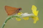 Pyrgus-Sp_DSC9728