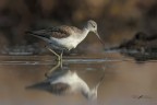 Pantana_Tringa-nebularia_DSC5765