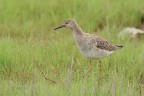 Combattente_DSC9674