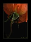 La rosa