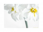 I narcisi