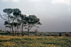 Alberi