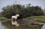 White horse