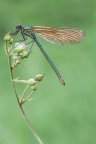 Calopteryx splendens