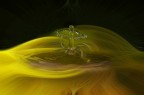 Splash