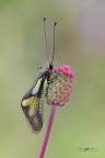 Libelloides-coccajus_DSC0106