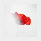 Dissolvenze