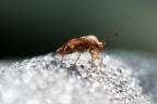 L'insetto  appoggiato su una foglia di salvia la cui peluria  ricoperta da gocce di rugiada