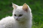 Gatto pensieroso!