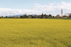 Ninetta mia crepare di Maggio...