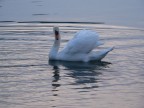 cigno
