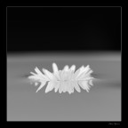 riflessi