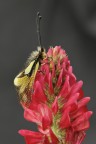 Libelloides coccajus
