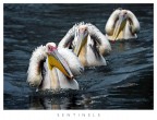 Rapporto Pelican