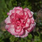 Nel mio Giardino 2