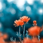flora flora