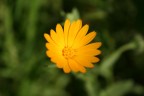 Vi posto questa immagine solo per avere consigli e critiche su come migliorare la fotografia macro. Ho utilizzato il 18-55 in dotazione alla EOS 350D e la funzione Macro.
E' sfocata vero..?